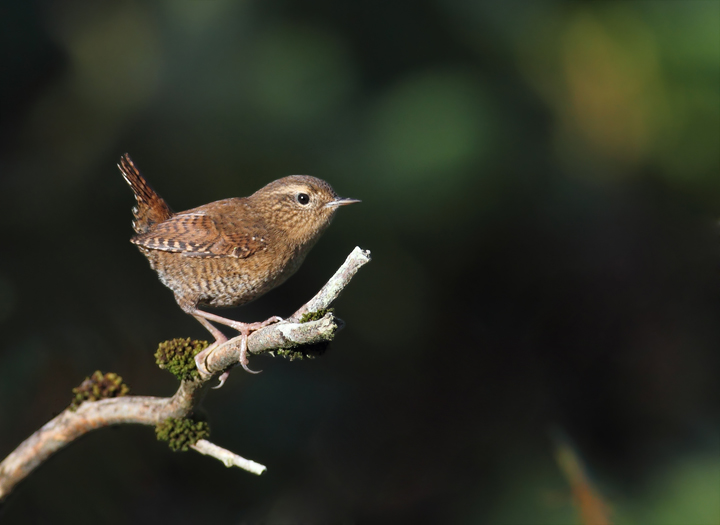 For comparison, here is a Pacific Wren, which was just recently split as a new species from Winter Wren (Cannon Beach, Oregon, 9/3/2010). Photo by Bill Hubick.