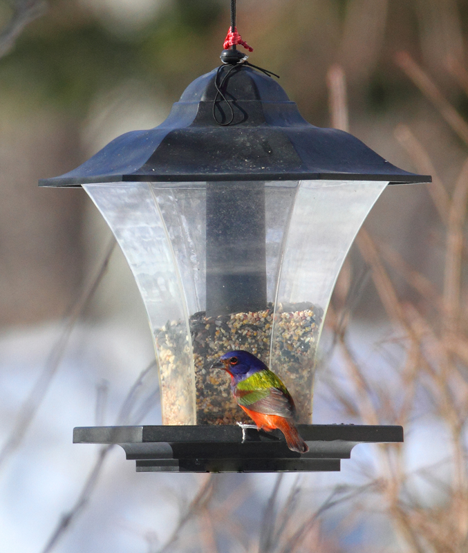 A stunning male Painted Bunting in Prince George's Co., Maryland (2/14/2010). Thanks for the hospitality, Dorothy! Photo by Bill Hubick.