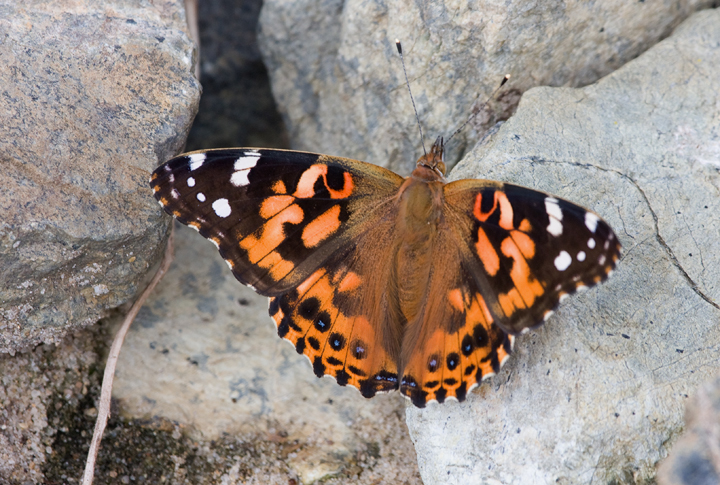 A Painted Lady on Assateague Island, Maryland (9/26/2007).