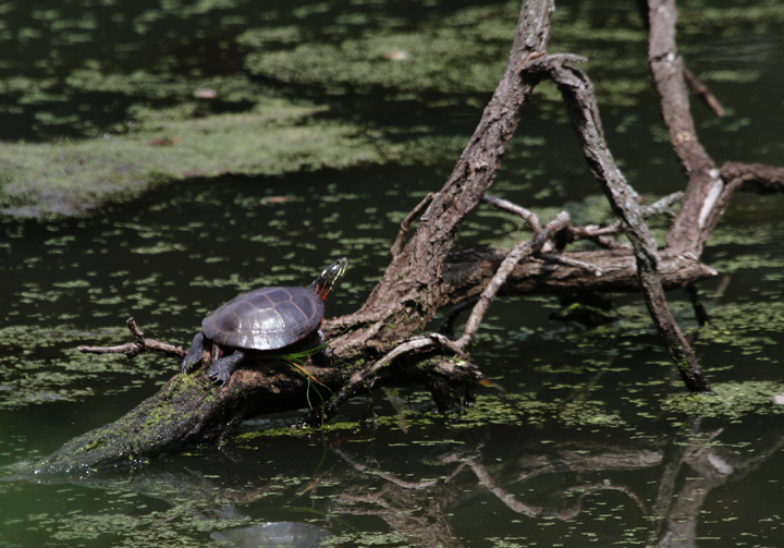 A Painted Turtle at North Branch, Allegany Co., Maryland (7/24/2010) - Midland subspecies or a Midland/Eastern intergrade? Photo by Bill Hubick.