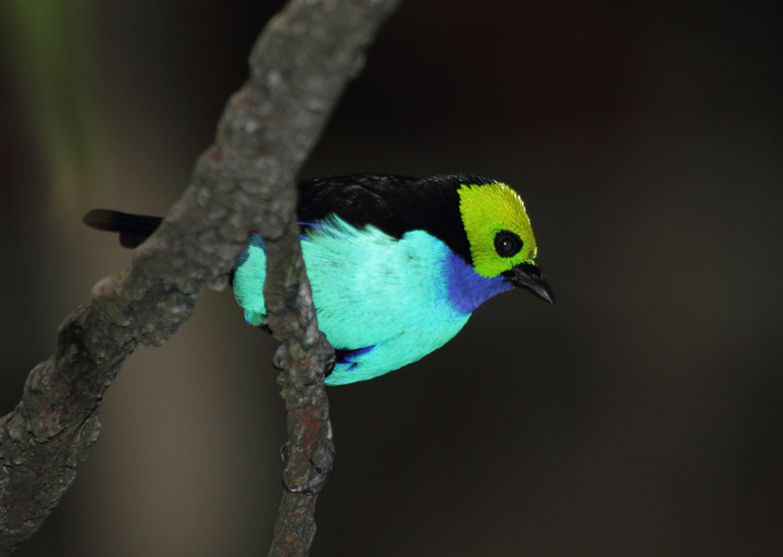 A Paradise Tanager in the rainforest exhibit at the National Aquarium (12/31/2009). Photo by Bill Hubick.
