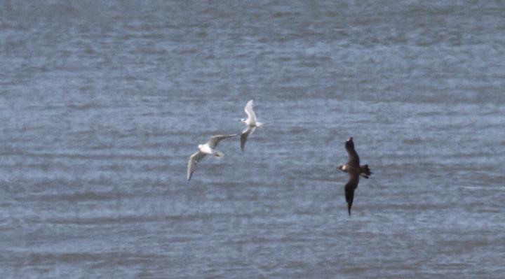 A very distant Parasitic Jaeger beating up the local Forster's Terns and Bonaparte's Gulls - near St. Augustine, Florida (2/28/2010). Photo by Bill Hubick.