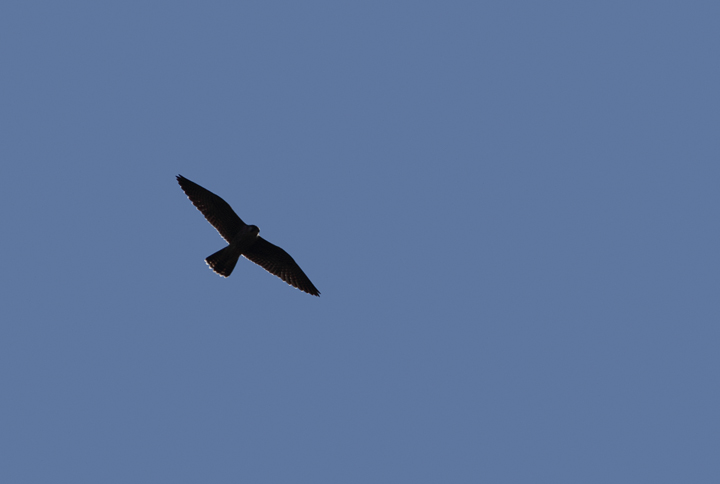 A Peregrine Falcon soars over Assateague Island, Maryland (10/10/10). Photo by Bill Hubick.
