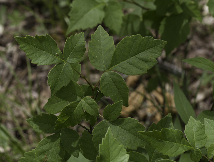 Far more rare in Maryland than in the West, this Poison Oak was a rare find that Hans pointed out in Allegany Co., Maryland (6/4/2011). Photo by Bill Hubick.