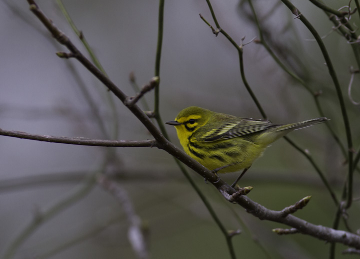 A newly returned Prairie Warbler in the Nassawango area of Wicomico Co., Maryland (4/16/2011). Photo by Bill Hubick.