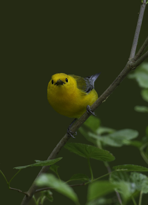 A Prothonotary Warbler in Wicomico Co., Maryland (5/11/2011). Photo by Bill Hubick.