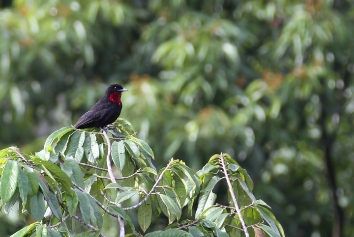 A distant male Purple-throated Fruit-crow (Panama, July 2010). Photo by Bill Hubick.