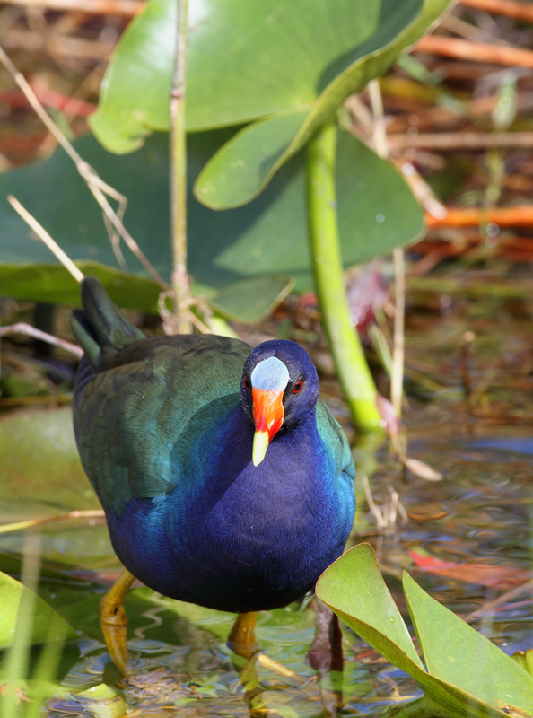 Above and below: An adult Purple Gallinule in the Everglades (2/26/2010). Photo by Bill Hubick.