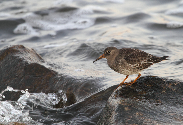 A Purple Sandpiper found by Jim Peters at Fort McHenry NM (11/22/2010). According to Keith Costley, this was a new species (#258) for Fort McHenry. Photo by Bill Hubick.