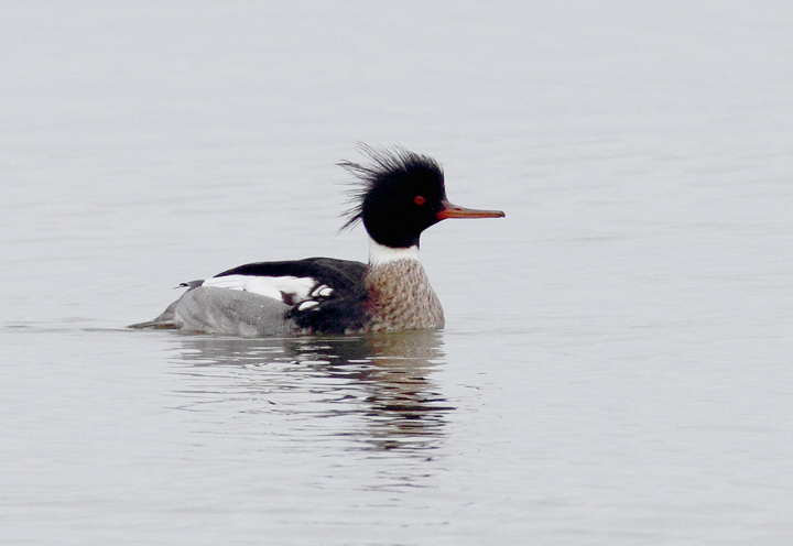 A drake Red-breasted Merganser in Ocean City, Maryland (1/24/2010). Photo by Bill Hubick.