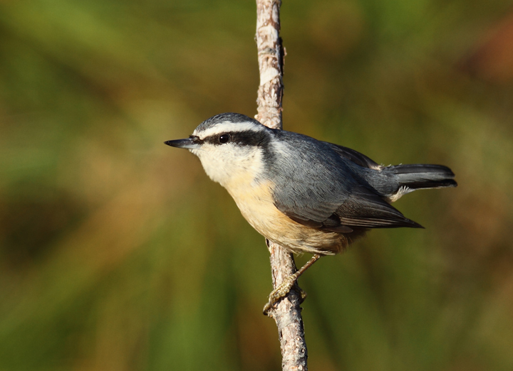 Several of the many Red-breasted Nuthatches enjoying the pines along Assateague Island's dunes (11/11/2010). Photo by Bill Hubick.