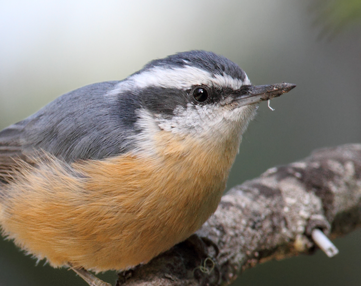 A Red-breasted Nuthatch on Mount Hood, Oregon (9/2/2010). Photo by Bill Hubick.