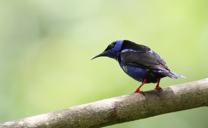 A male Red-legged Honeycreeper makes my morning of photography near El Valle, Panama (7/13/2010). Photo by Bill Hubick.