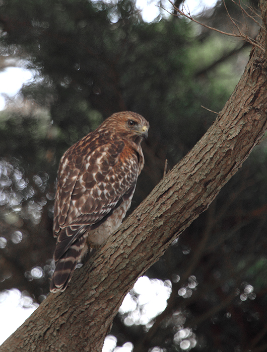 A Red-shouldered Hawk - a juvenile of the coastal/California subspecies - at Lands End, California (9/23/2010). Photo by Bill Hubick.
