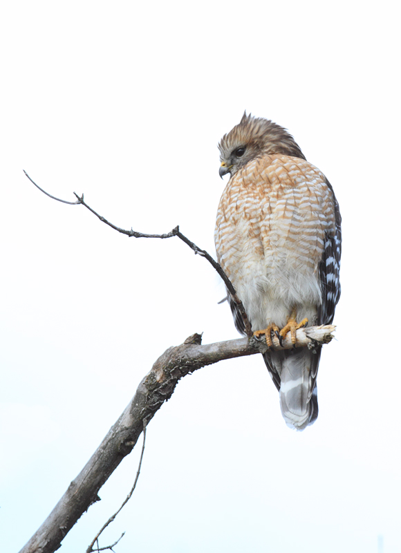 An adult Red-shouldered Hawk in Howard Co., Maryland (1/23/2011). Photo by Bill Hubick.