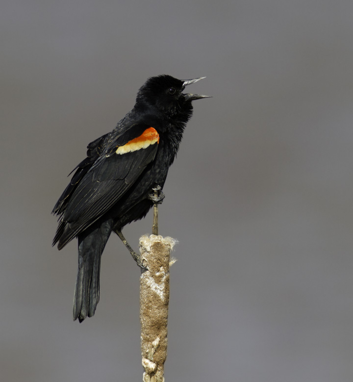 A Red-winged Blackbird defends prime real estate in Frederick Co., Maryland (4/17/2011). Photo by Bill Hubick.