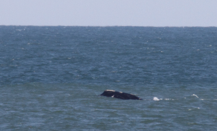 Atlantic Right Whales off Matanzas Inlet near St. Augustine were the rarest sighting of the trip. With a global population of only about 400 individuals, it was amazingly good fortune that we got to enjoy this mother and calf. Good job, Kim Hafner, for spotting them! The first three images show the mother, while the remaining images show the playing calf. Click any image to view higher-resolution versions. Hopefully the images of the mother will be sufficient for the research team to identify her. Photo by Bill Hubick.