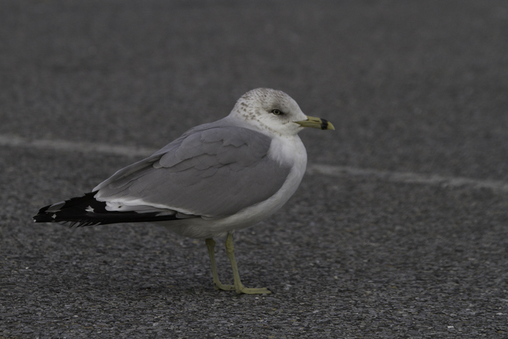 A second-cycle Ring-billed Gull at the Ocean City Inlet, Maryland (2/26/2011). Photo by Bill Hubick.