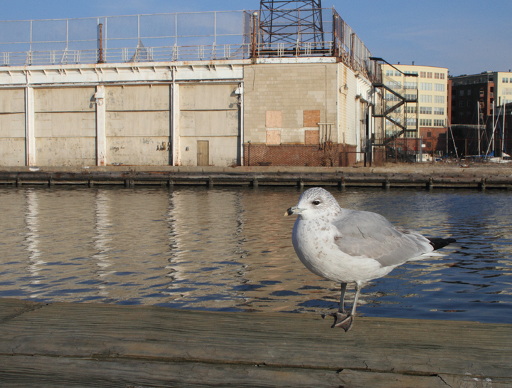 A second-cycle Ring-billed Gull at Fells Point, Baltimore, Maryland (12/29/2010). Photo by Bill Hubick.