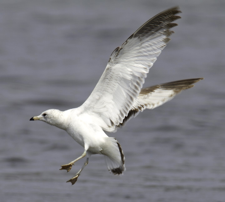 A first-cycle Ring-billed Gull in Somerset Co., Maryland (4/10/2011). Photo by Bill Hubick.