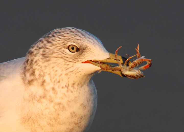A Ring-billed Gull enjoys a crab feast in Ocean City, Maryland (11/7/2009).