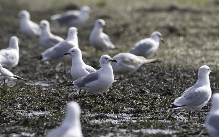 Many of the 1,600 Ring-billed Gulls had black bills from the mud - Dorchester Co., Maryland (2/27/2011). Photo by Bill Hubick.