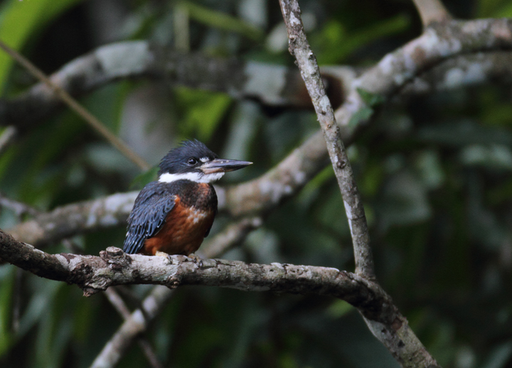 A Ringed Kingfisher poses nearby at the Ammo Ponds, Gamboa, Panama (July 2010). Photo by Bill Hubick.