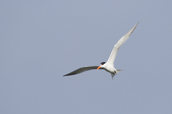 An adult Royal Tern near Ocean City, Maryland (6/26/2011). Like most of its kind in Maryland, you can see the band on its leg that was affixed at its breeding colony - an important part of their monitoring and conservation. Photo by Bill Hubick.