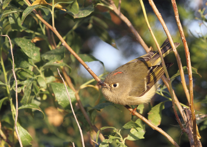 Behold the fury of the mighty Ruby-crowned Kinglet - Assateague Island, Maryland (10/30/2010). Photo by Bill Hubick.