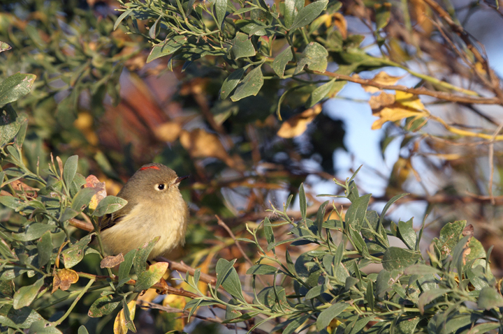 Behold the fury of the mighty Ruby-crowned Kinglet - Assateague Island, Maryland (10/30/2010). Photo by Bill Hubick.
