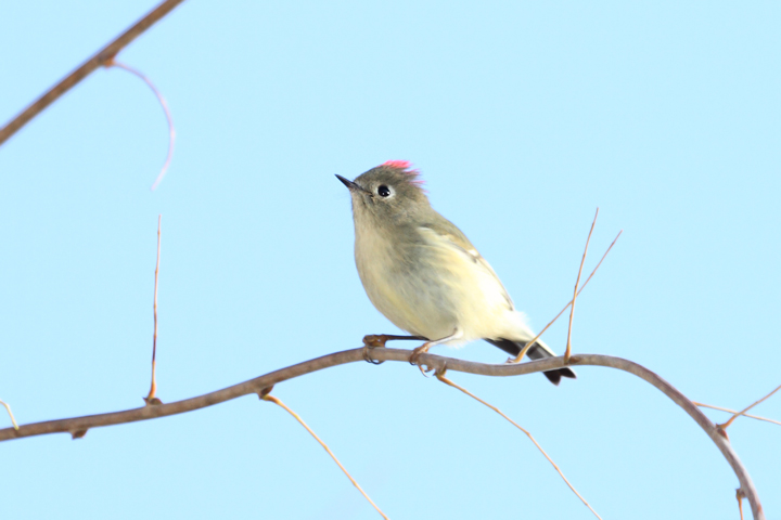 A Ruby-crowned Kinglet terrifies all present with its intimidating ruby crown feathers (Point Lookout, MD, 12/6/2009).