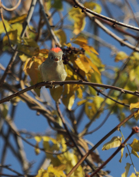 A Ruby-crowned Kinglet terrifies all present with its intimidating ruby crown feathers (Point Lookout, MD, 12/6/2009).