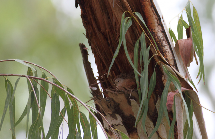 A Ruddy Ground-Dove chose this broken eucalyptus as a protected nesting site (Panama, 7/12/2010). Photo by Bill Hubick.