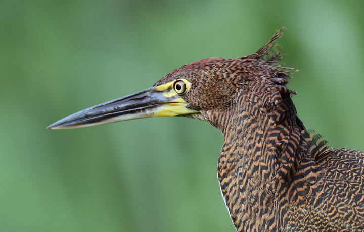 A wonderfully cooperative Rufescent Tiger-Heron near Gamboa, Panama (July 2010). When my wife Becky later spotted her first skulking through dense vegetation, she called back, "I have a bittern." I totally see why. I could get used to "Tiger-Bittern"... Photo by Bill Hubick.