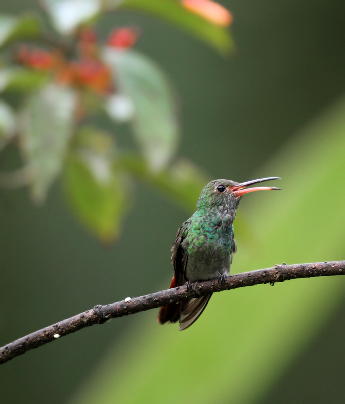 A Rufous-tailed Hummingbird poses in the light morning rain - El Valle, Panama (7/13/2010). Photo by Bill Hubick.