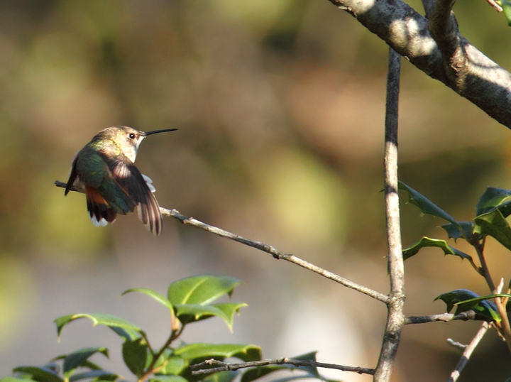 Below: An adult female Rufous Hummingbird at the home of Rick Borchelt<br /> in College Park, Maryland (11/21/2010). Many thanks to Rick for the great find and for the fantastic hospitality. Photo by Bill Hubick.
