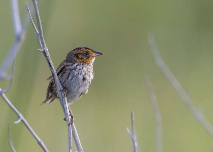 A Saltmarsh Sparrow in coastal Worcester Co., Maryland (6/26/2011). Photo by Bill Hubick.