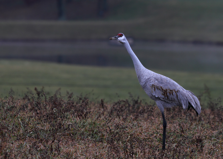 The continuing Sandhill Crane in Carroll Co., Maryland (12/12/2010). Found by Sharon Schwemmer. Photo by Bill Hubick.