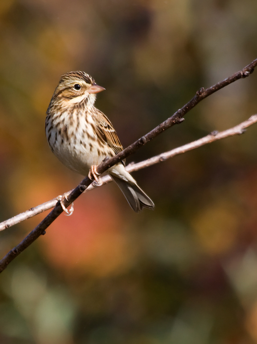 A Savannah Sparrow in Somerset Co., Maryland (10/25/2009).