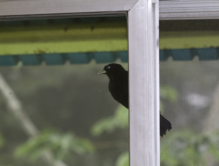 Birds at the Canopy Tower are so cooperative that this Scarlet-rumped Cacique is trying to break into our room for more photos. Photo by Bill Hubick.