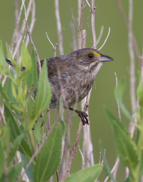 A singing Seaside Sparrow in Worcester Co., Maryland (6/26/2011). Photo by Bill Hubick.