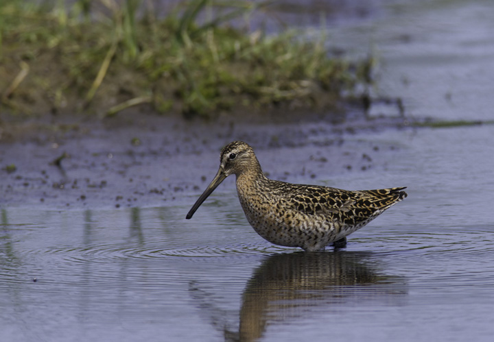 Don't worry, I can't do a full set of updates without any birds - a Short-billed Dowitcher at Cape Pond, North Carolina (5/30/2011). Photo by Bill Hubick.
