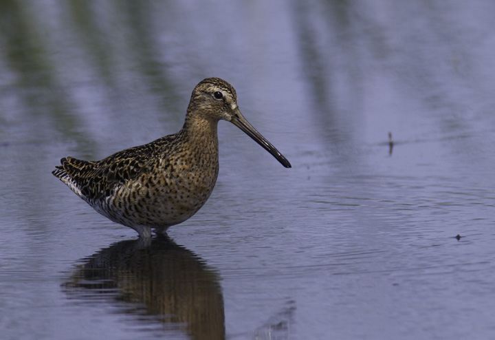 Don't worry, I can't do a full set of updates without any birds - a Short-billed Dowitcher at Cape Pond, North Carolina (5/30/2011). Photo by Bill Hubick.