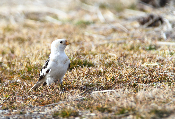 A late Snow Bunting in Somerset Co. (3/7/2010). A great find by Mike Walsh. Photo by Bill Hubick.