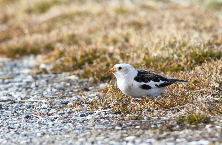 A late Snow Bunting in Somerset Co. (3/7/2010). A great find by Mike Walsh. Photo by Bill Hubick.