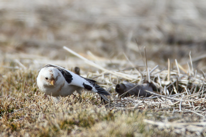 A late Snow Bunting in Somerset Co. (3/7/2010). A great find by Mike Walsh. Photo by Bill Hubick.