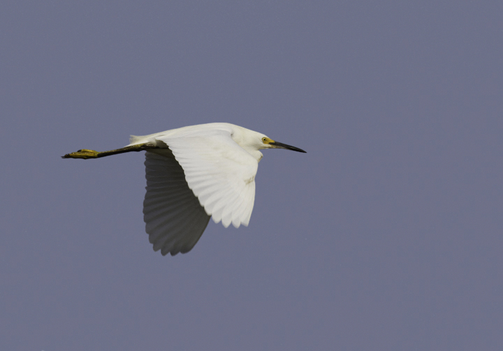 A Snowy Egret in flight over Truitt's Landing, Worcester Co., Maryland (6/26/2011). Photo by Bill Hubick.