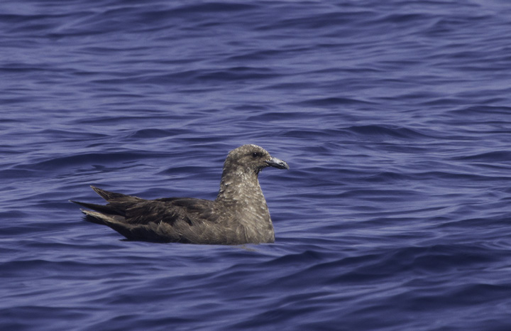 A mind-blowing close encounter with a South Polar Skua off Cape Hatteras, North Carolina (5/29/2011). Photo by Bill Hubick.