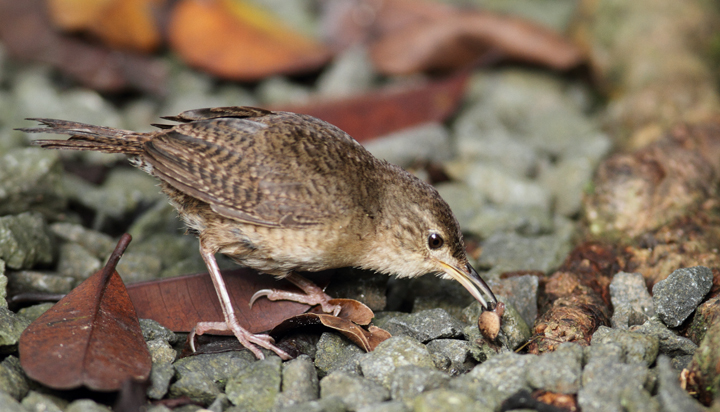 A Southern House Wren forages around the Canopy Lodge, Panama (7/13/2010). Photo by Bill Hubick.