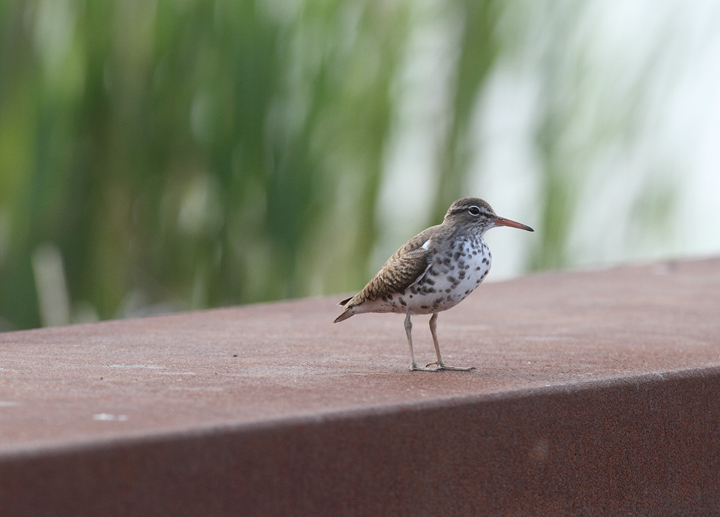 A Spotted Sandpiper resting on the unexpectedly closed Whitehaven Ferry, Somerset Co., Maryland (5/2/2010). Photo by Bill Hubick.